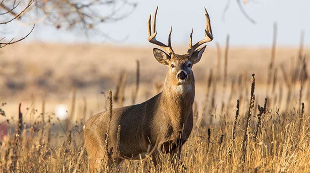 13-most-underrated-whitetail-states_lead.jpg