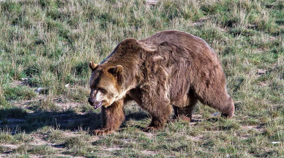 Grizzly Walking