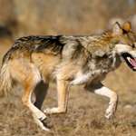 Mexican Wolf Lede