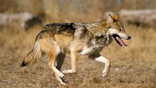 Mexican Wolf Lede
