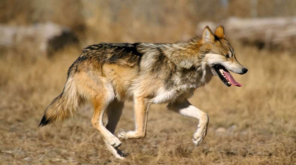 Mexican Wolf Lede