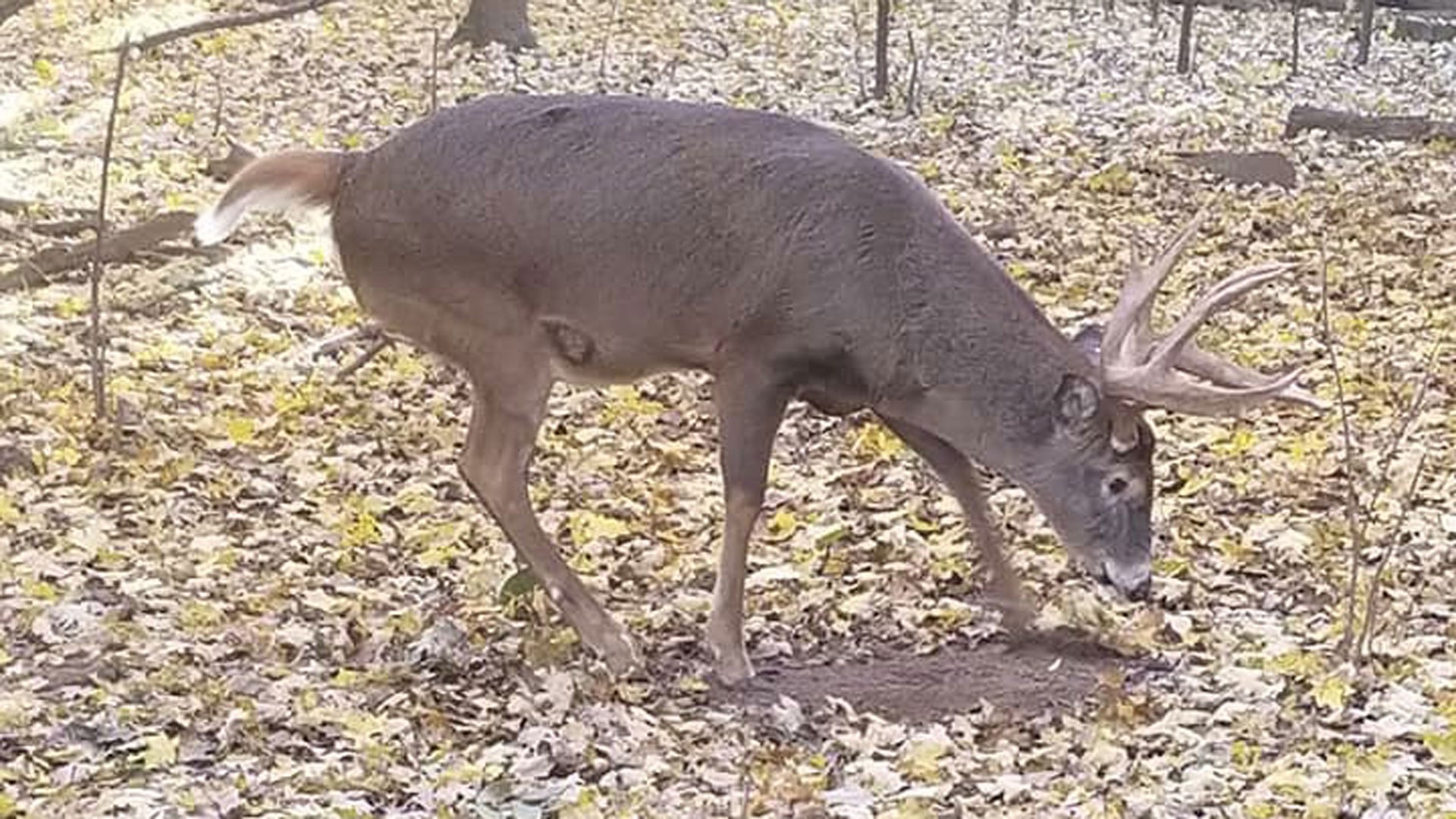 Buck making scrape