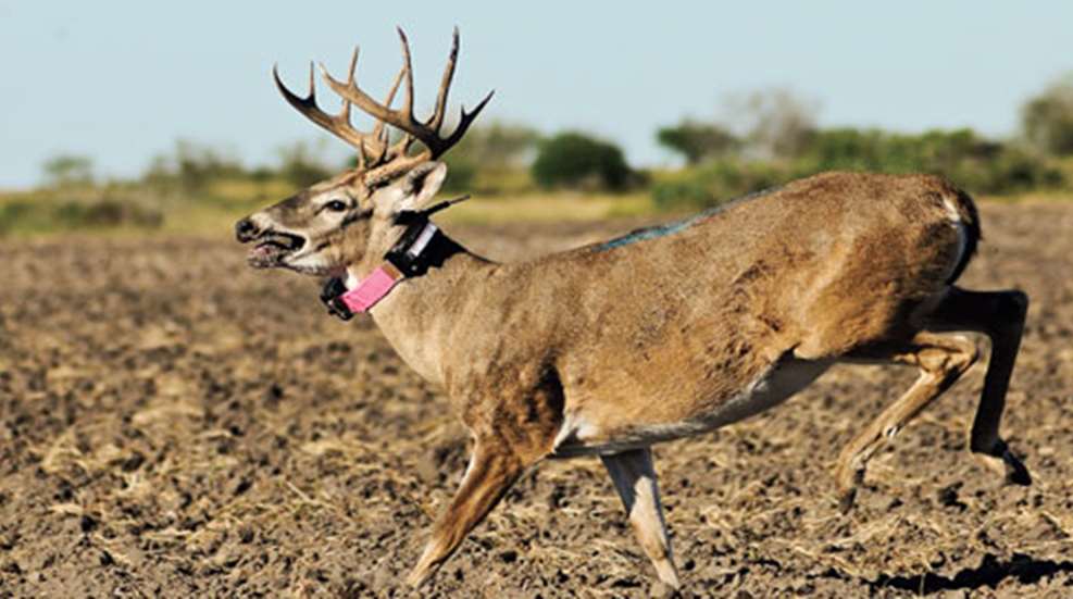 20101129133051-pressured_deer_f.jpg