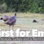 turkey_remington_f.jpg