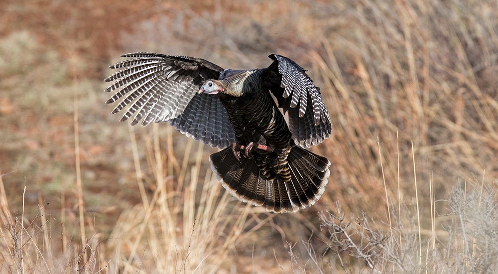 Wild turkey flying down into field.