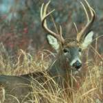 LEDE Ohio Hunters Harvest Nearly 27