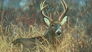 LEDE Ohio Hunters Harvest Nearly 27