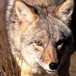 1-9-6049-coyote-francis.jpg