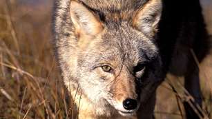 1-9-6049-coyote-francis.jpg