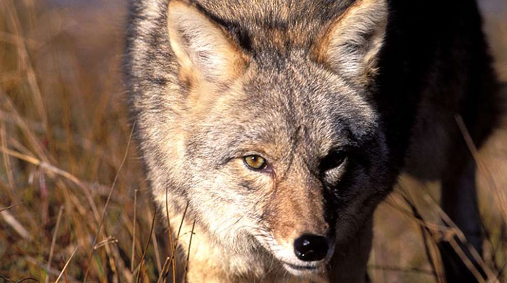 1-9-6049-coyote-francis.jpg