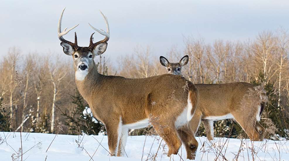 buck_track_doe_track.jpg