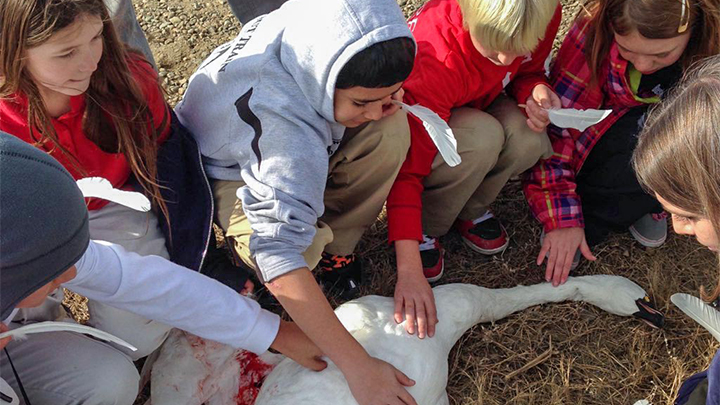 Children examining swan