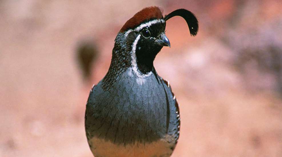 quail_lead.jpg