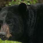 maine_black_bears_f.jpg