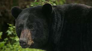 maine_black_bears_f.jpg