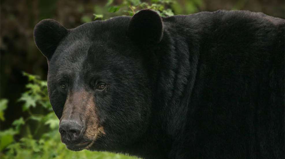 maine_black_bears_f.jpg