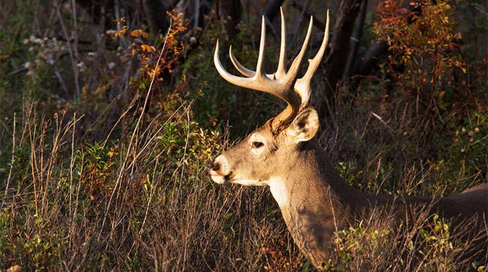 deerhunting-smallproperty_lead.jpg