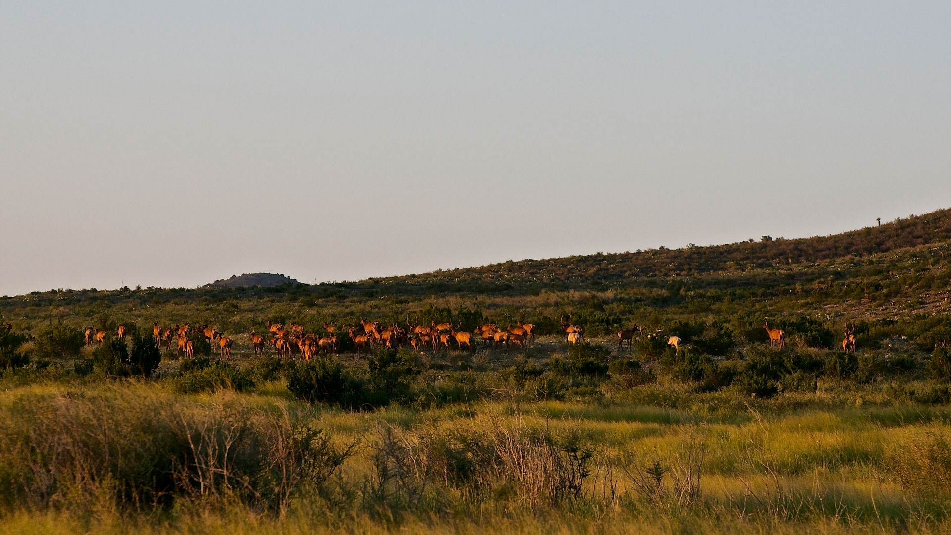 A herd of elk graze in a meadow.