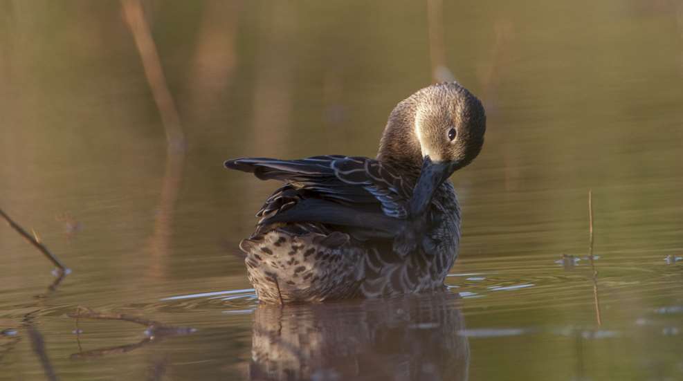 Duck On Water
