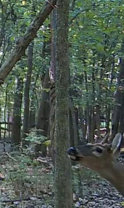 Deer on lick rope
