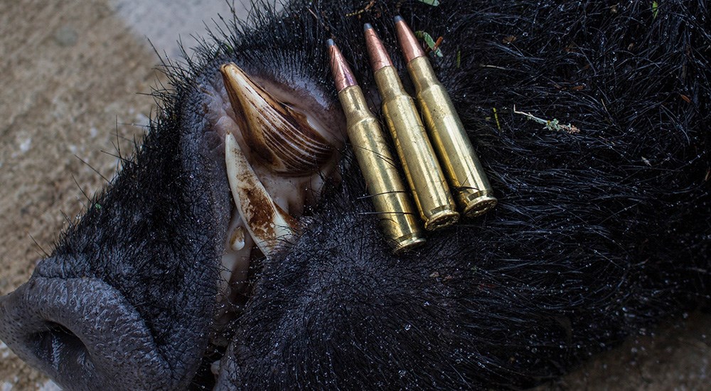 .275 Rigby ammunition cartridges atop a wild hog killed in south Texas.
