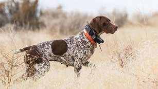 doggps_lead.jpg