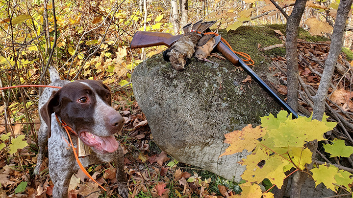Hunting Dog with Ruffed Grouse