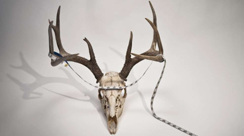 201081694947-antler_f.jpg