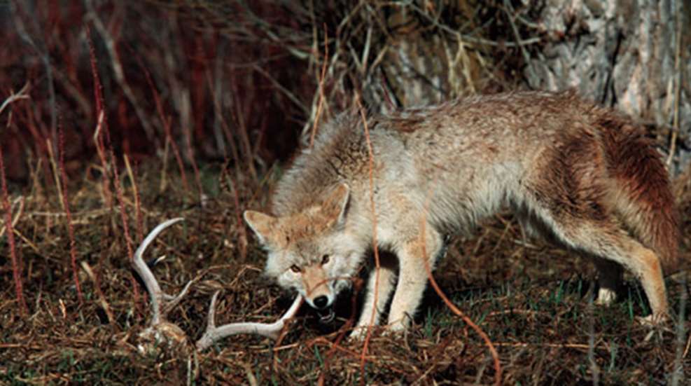 20101116143144-coyote_f.jpg