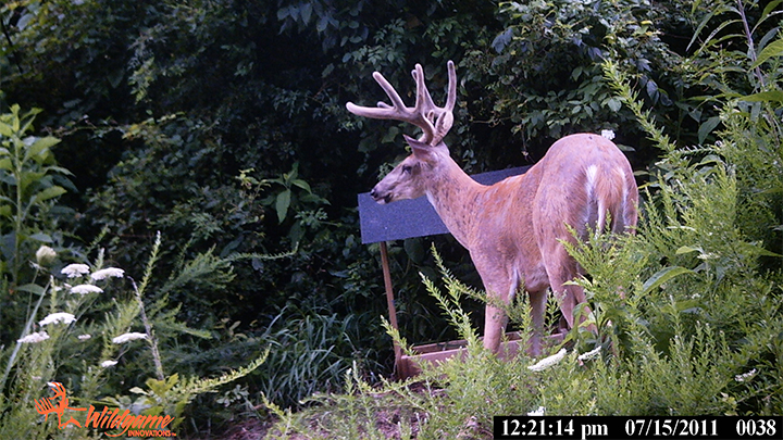 Trail Camera Image of White-tailed Buck
