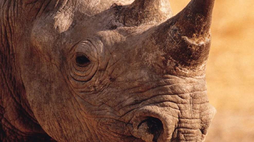 usfws_rhino_hlf.jpg (1)