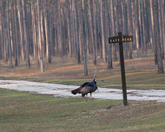 The elusive Osceola turkey