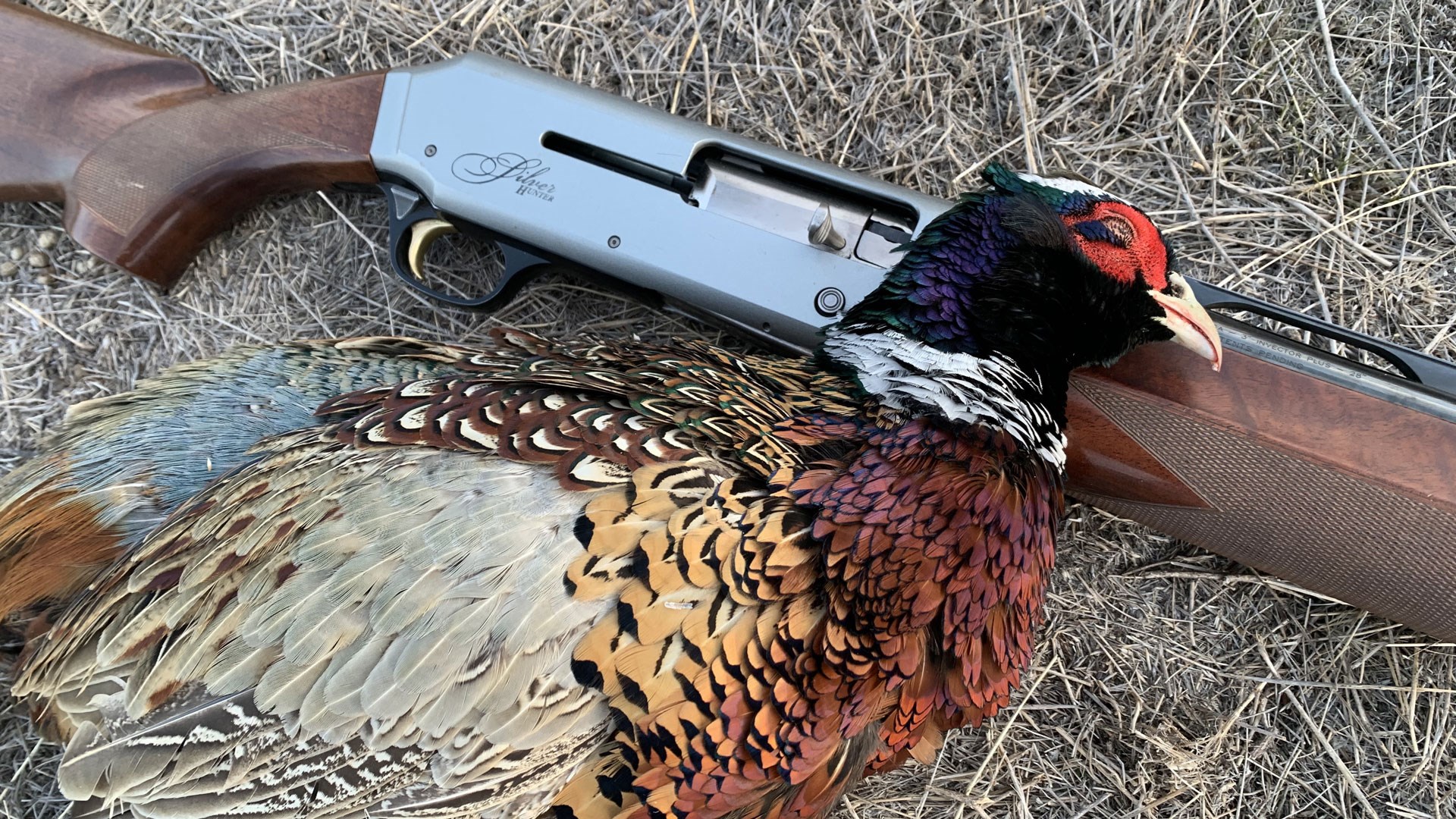 Pheasant and shotgun