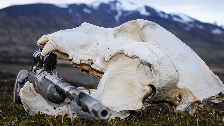 Rifle with Bear Skull