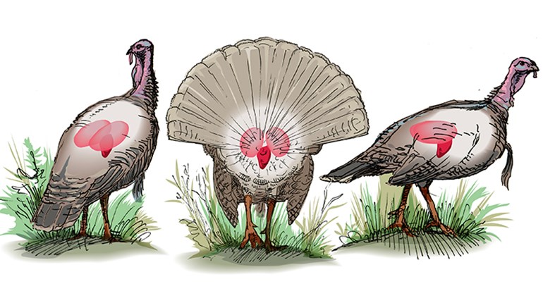 Know-How: Best Bow Shots for Turkeys | An Official Journal Of The NRA