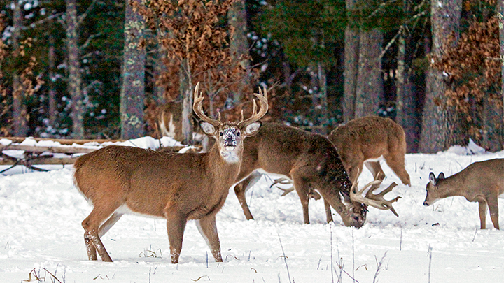 Whitetail bucks feeding with does in snow