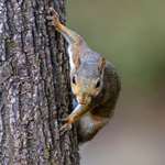 Squirrel On Tree