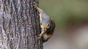 Squirrel On Tree