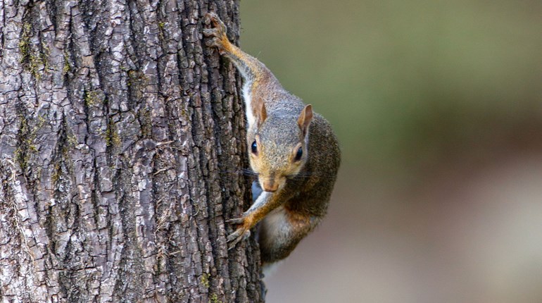 Why Squirrel Hunting is Better Suppressed | An Official Journal Of The NRA