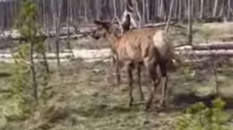elk_charge_f.jpg
