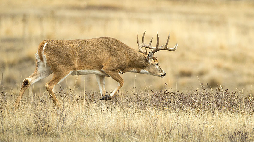 Tips and Tactics for Hunting Western Whitetails | An Official Journal ...