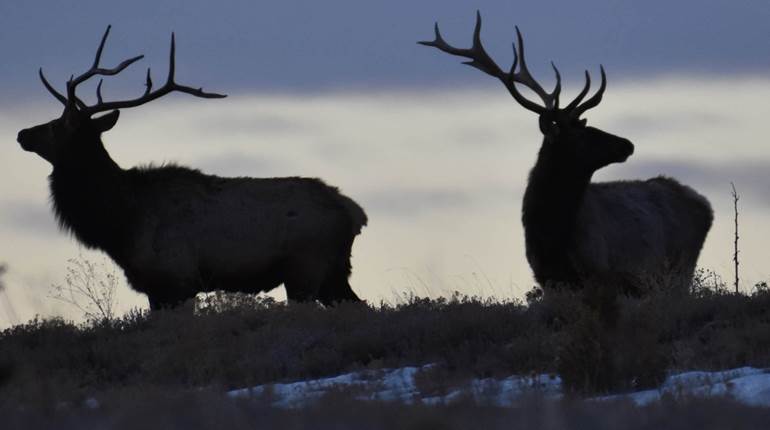 Michigan and Idaho Harness Game Camera Technology | An Official Journal Of The NRA