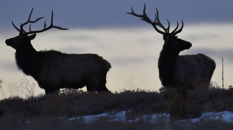 DNR Researchers LEDE Elk