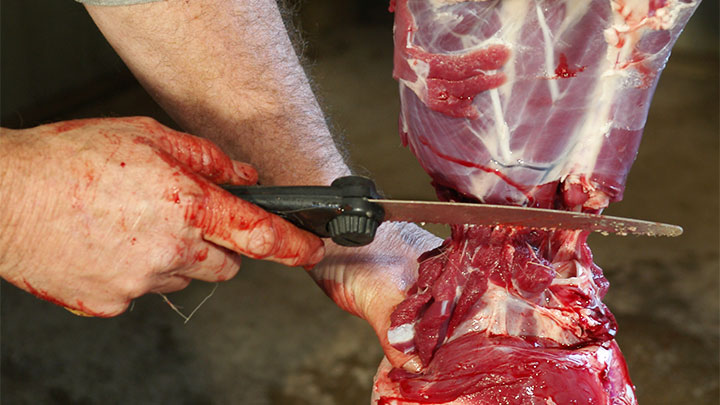 Removing the front legs of the deer, cutting a few inches back from the hide.