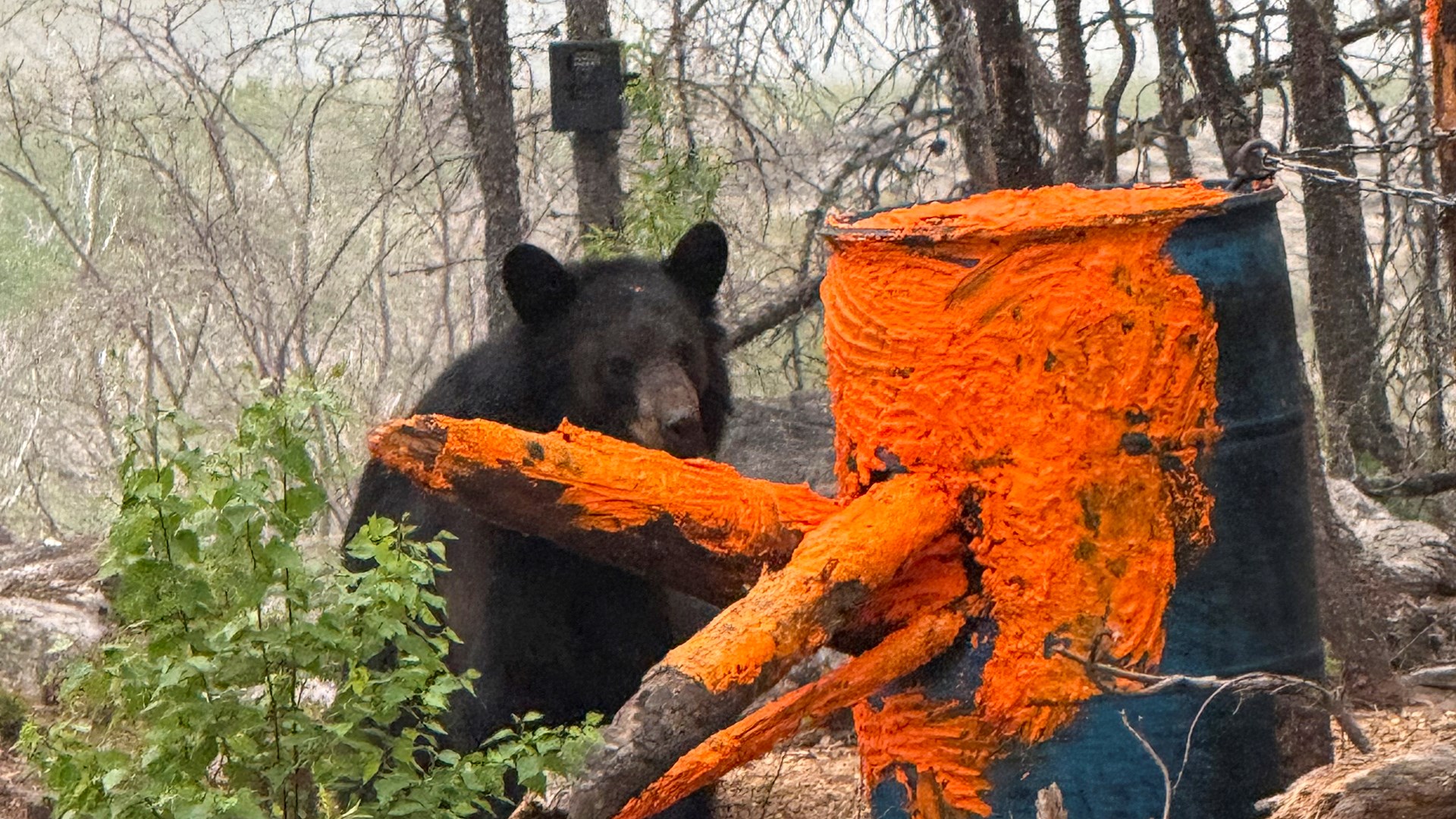 Black Bear on bait