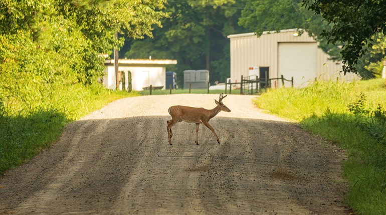 Omicron Found in Whitetail Deer | An Official Journal Of The NRA
