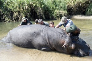 Ron Spomer's Hippo