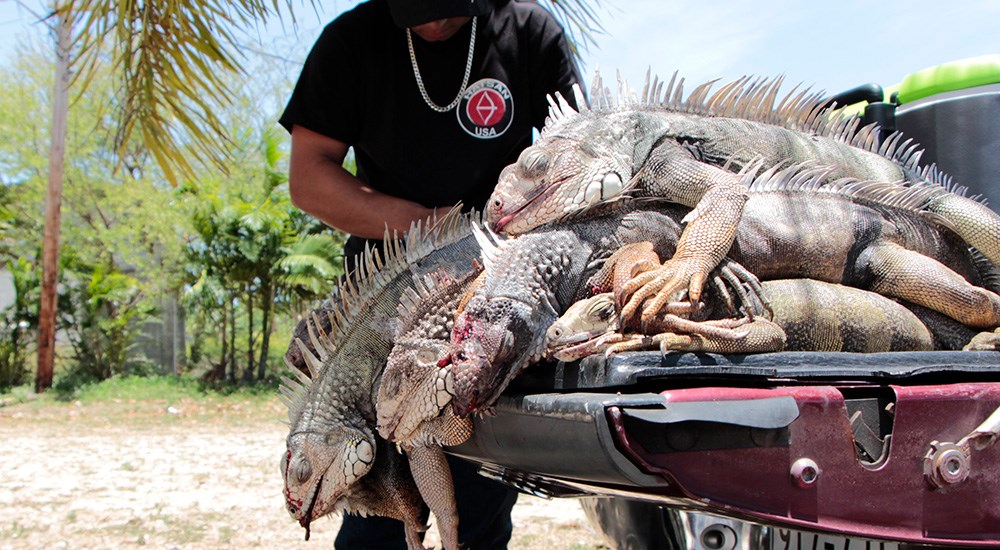 Invasive iguanas on back of truck in Puerto Rico.