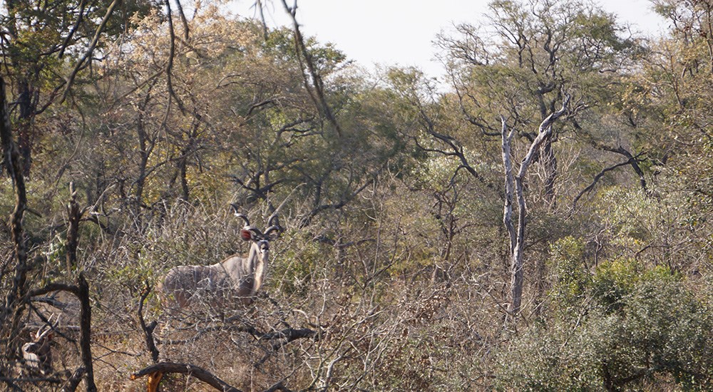 Male Kudu in Mozambique brush