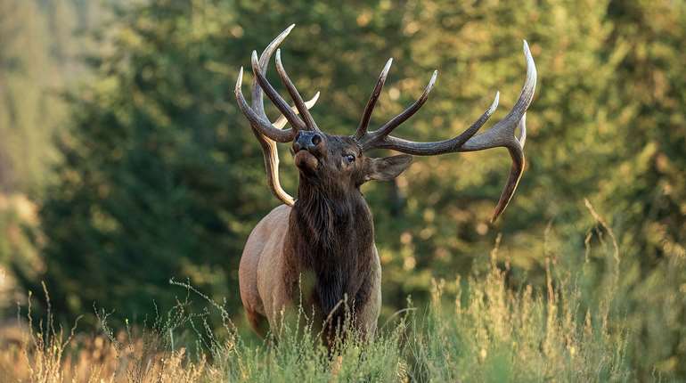 Calling Bull Elk In Rifle Season Lead